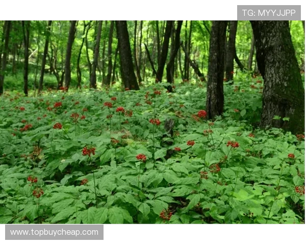 三亚百家乐赌博：避免陷入误区，理性看待三亚百家乐赌博现象